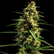 Auto Mandalime Juice Feminised seeds