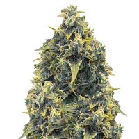 Насіння Auto CBD Somango Haze Feminised Gold