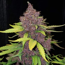 Насіння Auto LSD Feminised Silver - 500 шт