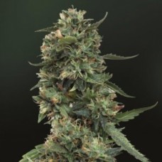 Насіння Auto LSD25 Feminised Silver - 500 шт