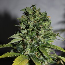 Насіння Auto Magnesia Haze Feminised Silver - 500 шт