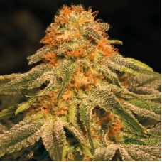 Auto Orange Feminised Silver seeds