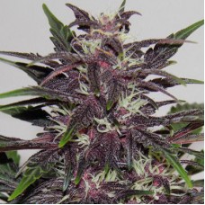 Насіння Auto Purple Kush Feminised Silver - 500 шт