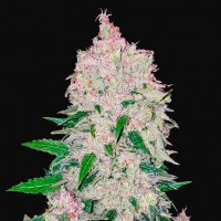 Насіння Auto Stardawg Feminised Silver - 500 шт