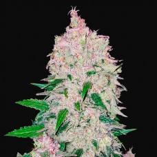 Насіння Auto Stardawg Feminised Silver - 500 шт