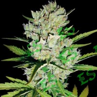 Auto Super Skunk Feminised Gold seeds 500 pcs