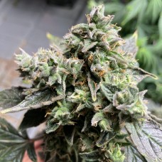 Насіння Auto White Widow Feminised Silver - 500 шт