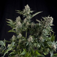 Auto CBD WW Feminised Silver seeds