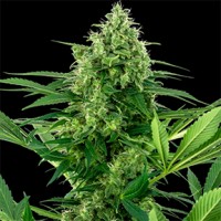 Banana Frosting Feminised Silver seeds 500 pcs