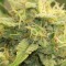 Насіння Auto Banana Punch Feminised Silver