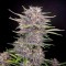 Насіння Auto Banana Punch Feminised Silver