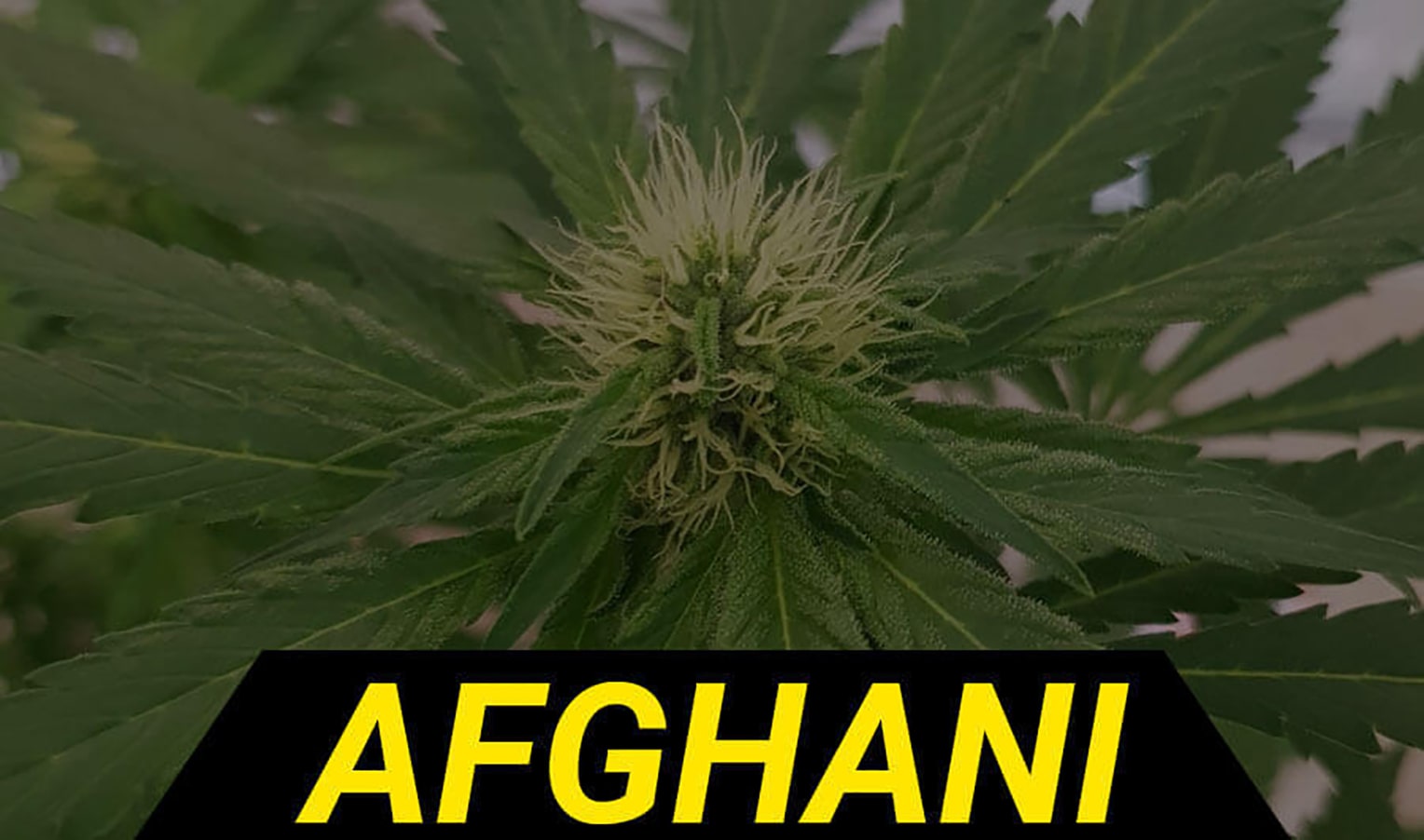 Історія генетики Afghani