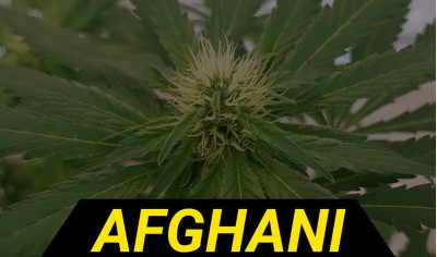 Історія генетики Afghani