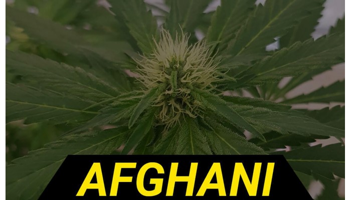 Історія генетики Afghani