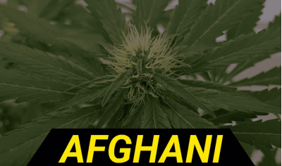 History of Genetics Afghani