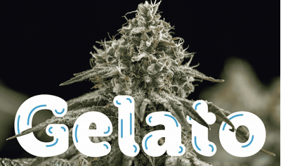 History of Gelato genetics