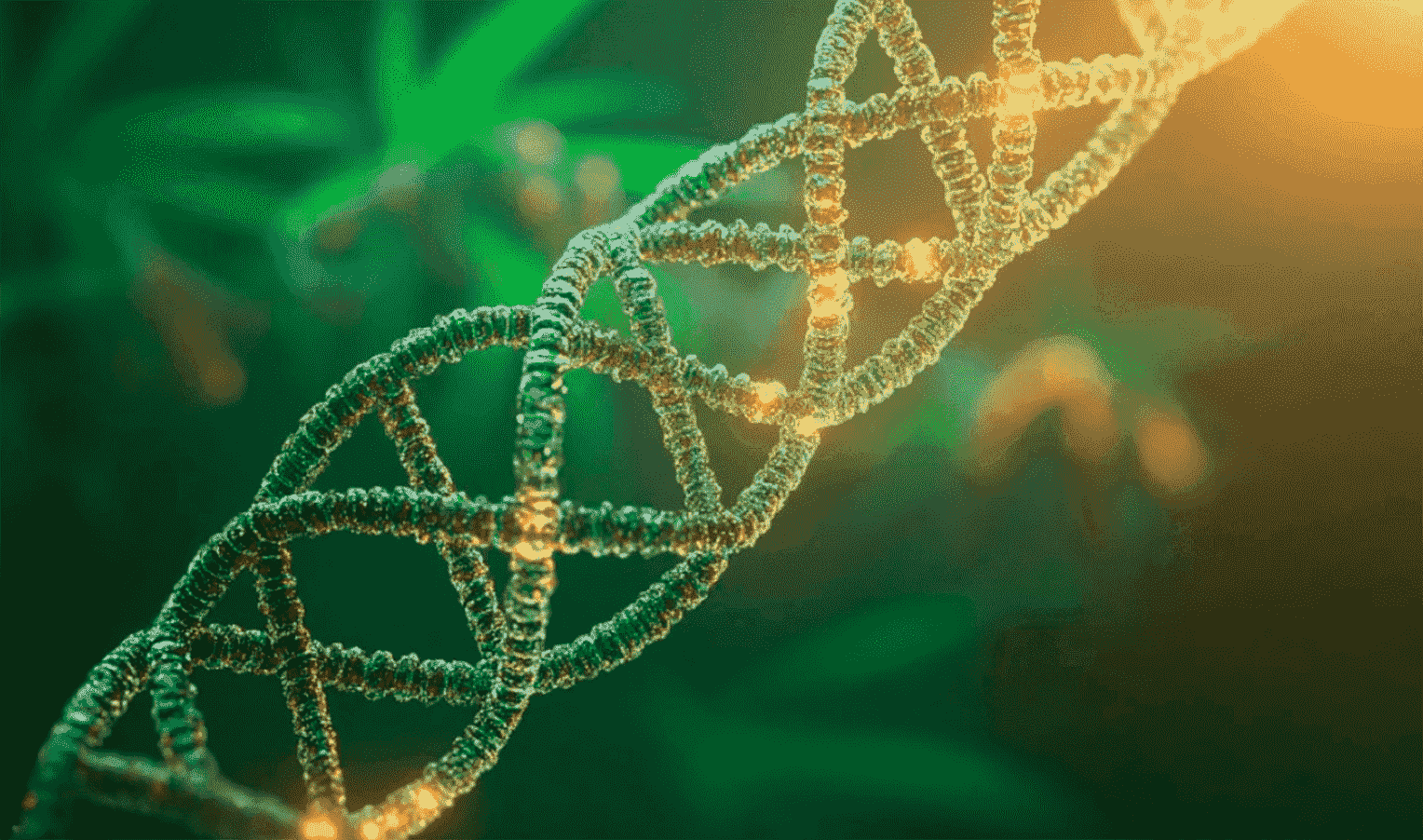 Genetic drift in cannabis: how do varieties change over time?