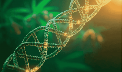 Genetic drift in cannabis: how do varieties change over time?