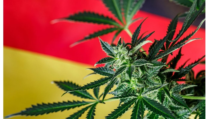 Легалізація з обмеженнями: Канабіс у Німеччині