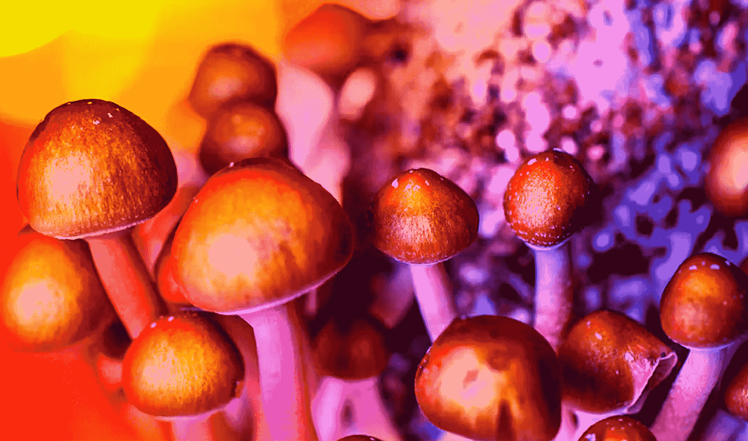 Varieties of psilocybin mushrooms and their differences