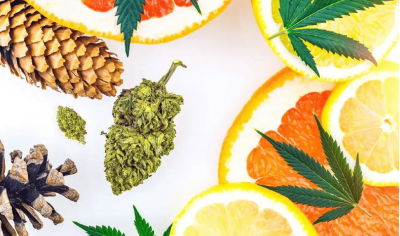 What are terpenes?