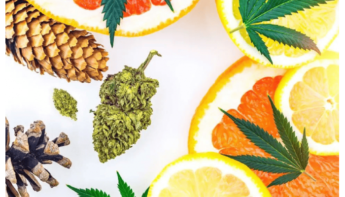 What are terpenes?