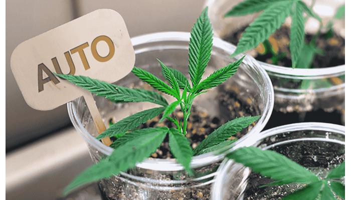 How to clone autoflowering cannabis plants