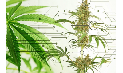 Анатомія рослини марихуани
