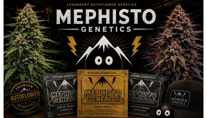 Mephisto Genetics — легендарный производитель лучших автоцветущих семян