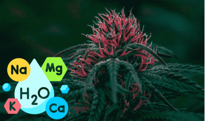 Mineral nutrition for cannabis: macronutrients