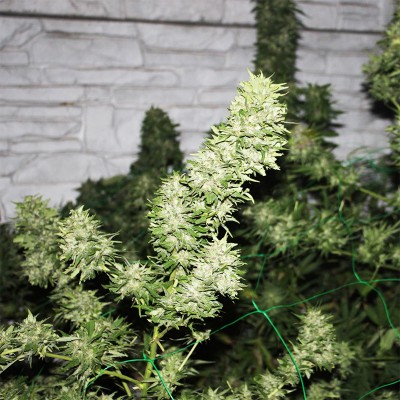 Auto AK-47 Feminised Gold