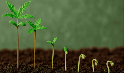 Один сорт — різні паростки: як генетична нестабільність впливає на проростання насіння канабісу