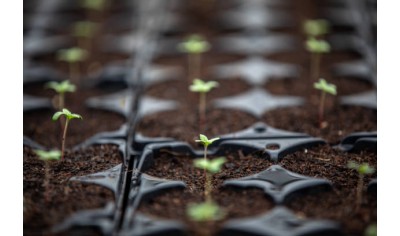 Удосконалені методи максимізації швидкості проростання насіння коноплі.
