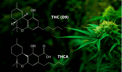 THC and THCA: key differences in cannabis chemical compounds