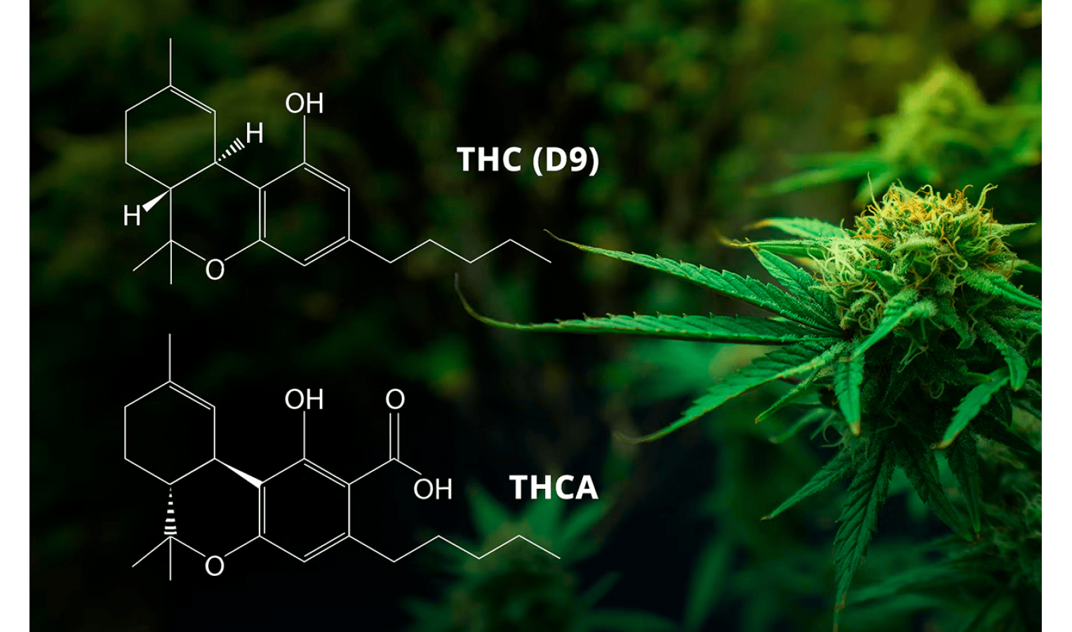 THC і THCA: ключові відмінності хімічних сполук конопель