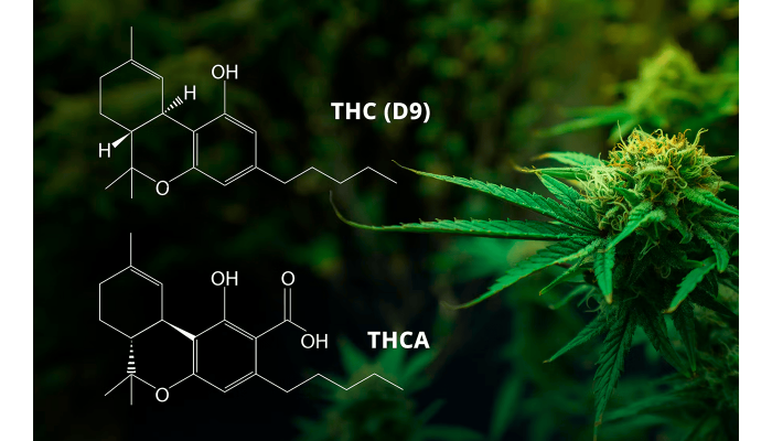 THC і THCA: ключові відмінності хімічних сполук конопель