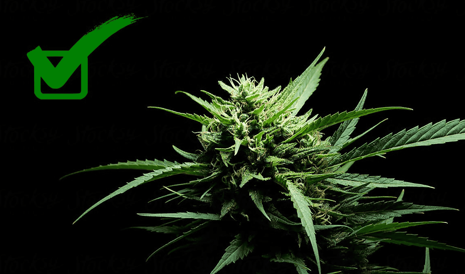 How to determine cannabis maturity: secrets of experienced growers