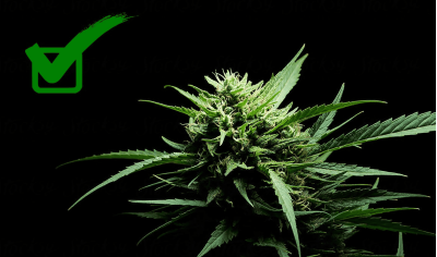 How to determine cannabis maturity: secrets of experienced growers