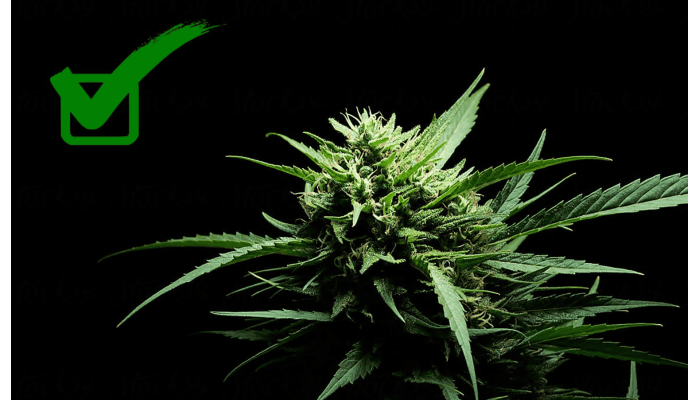 How to determine cannabis maturity: secrets of experienced growers