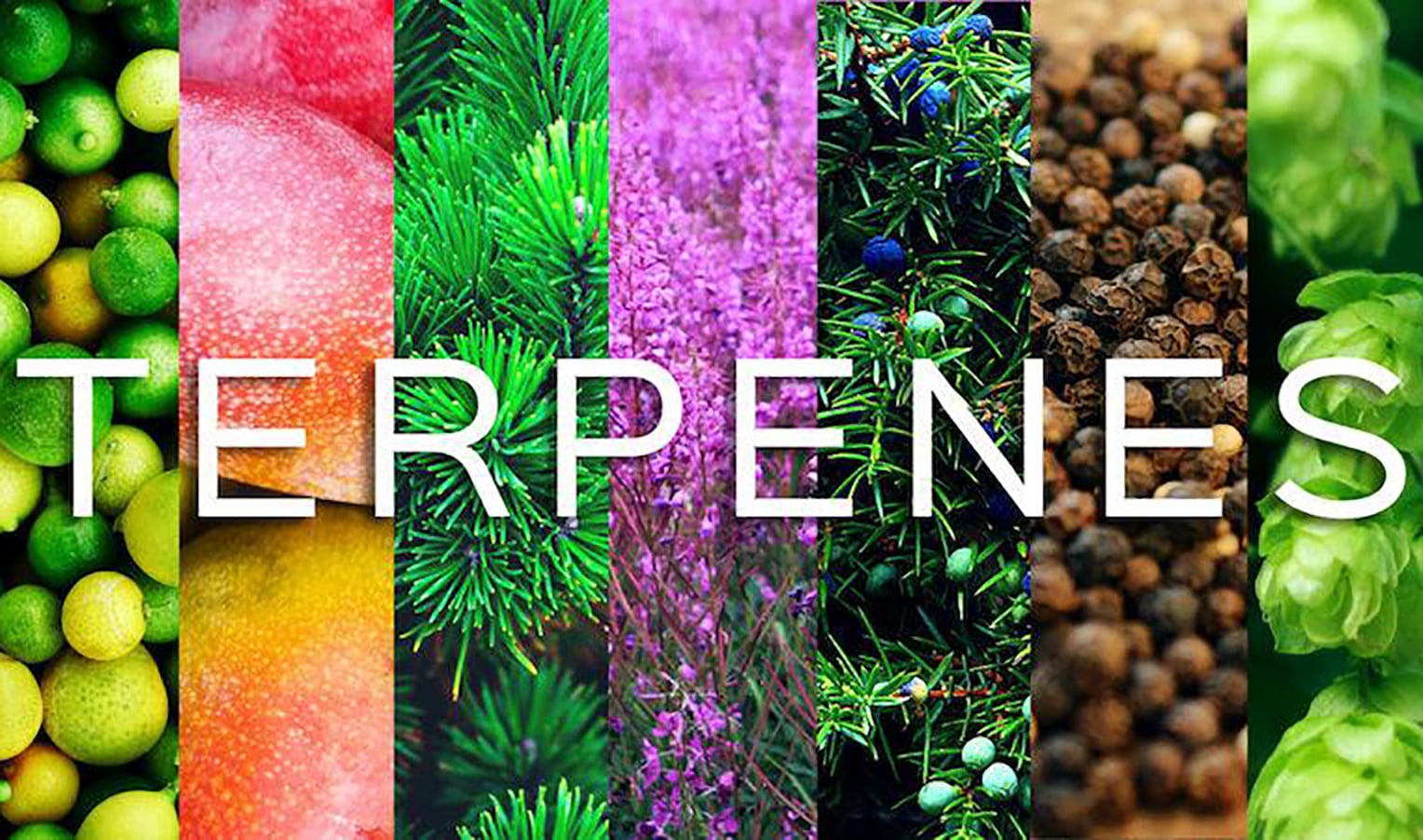 How growing conditions affect terpenes