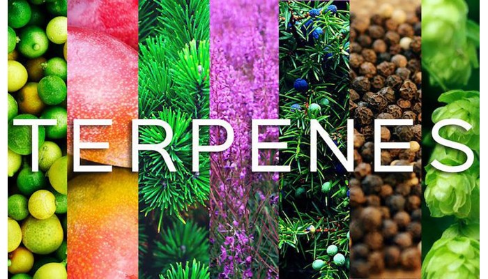 How growing conditions affect terpenes