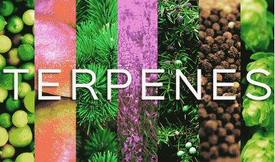 How growing conditions affect terpenes