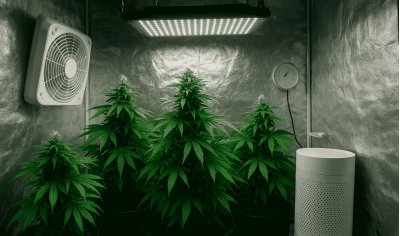 Як стабілізують вологість в приміщенні для гровінгу