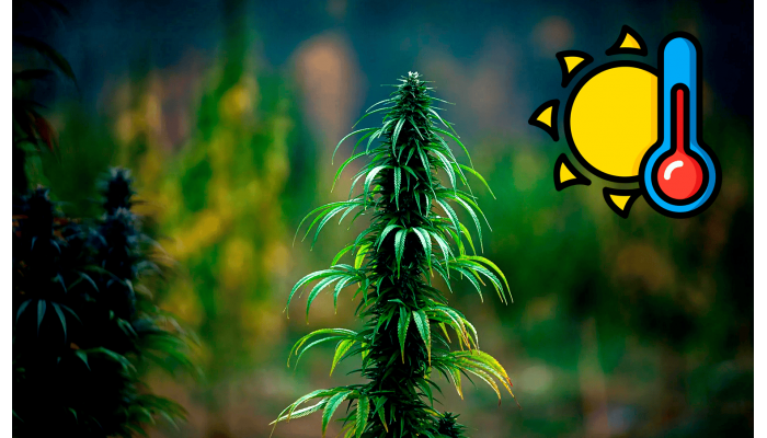Outdoor cannabis growing: how to survive extreme heat
