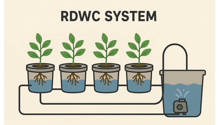 Вирощування канабісу в системі RDWC
