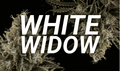 History of White Widow Genetics