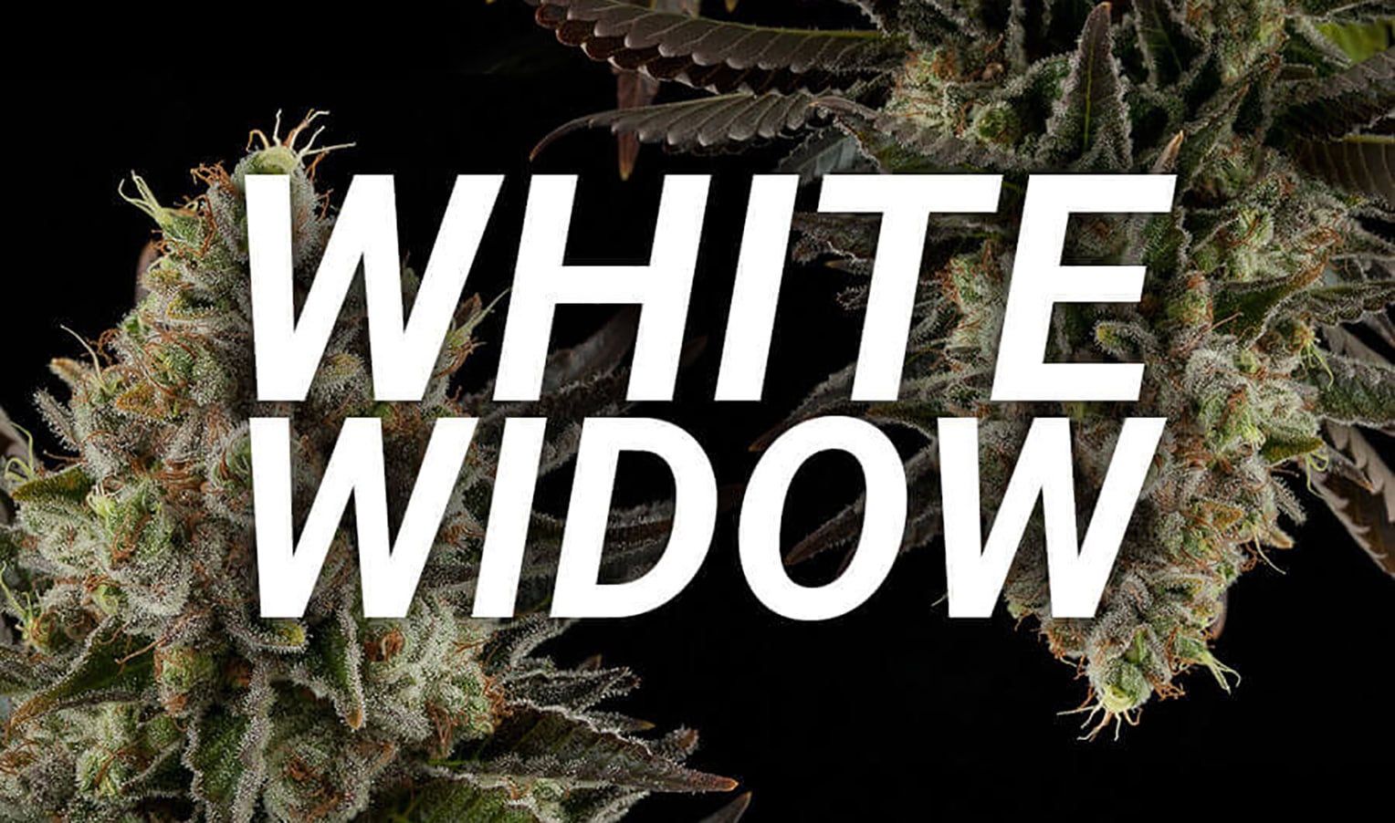 Історія генетики White Widow