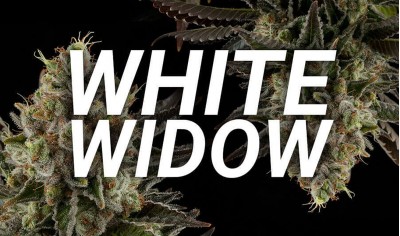 Історія генетики White Widow