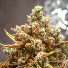 Насіння CBD Kush Feminised Silver - 500 шт