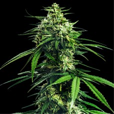 Насіння CBD Indica King Feminised